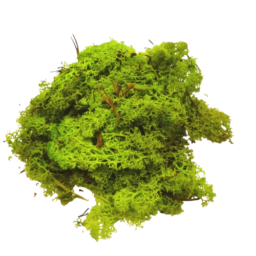 mousse végétale vert clair glorex