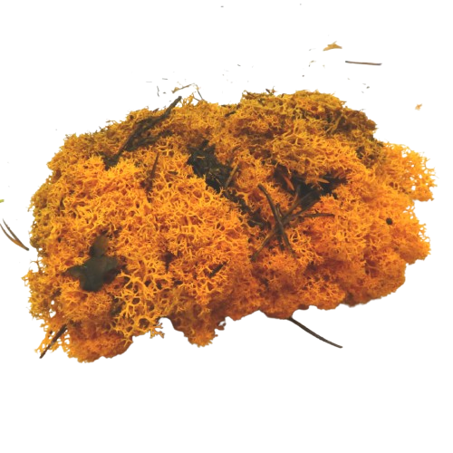 mousse végétale orange glorex