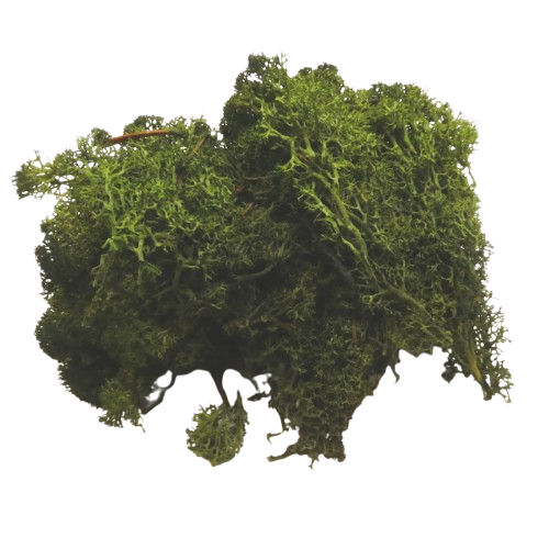 mousse végétale verte glorex