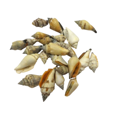 coquillages rayher