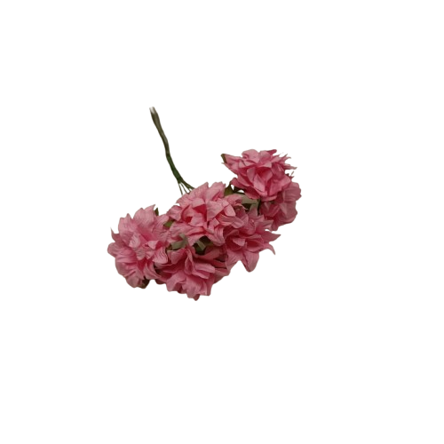 anémone rayher roses