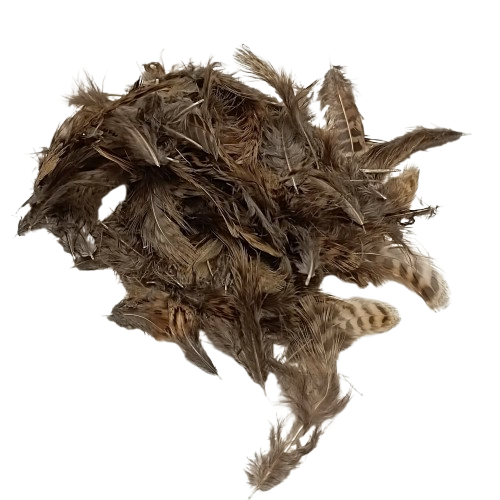 plumes tigrées artemio