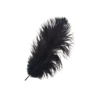 plume d'autruche noir