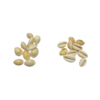 coquillages