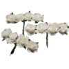 roses glorex blanches