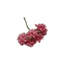 anémone rayher roses