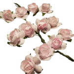 roses glorex rose