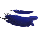 plumes d'oie Rayher bleu roi