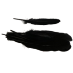 plumes doie Rayher noir
