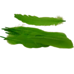 plumes doie Rayher vert clair