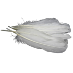 plumes doie Rayher blanc