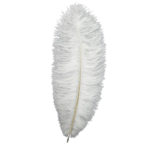 plume dautruche Rayher blanche