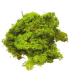 mousse végétale vert clair glorex