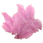 Plumes 6 cm Artemio rose clair