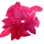 Plumes 6 cm Artemio fuschia