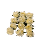 roses beiges glorex