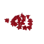 fleurs rouges