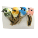 oiseau artemio
