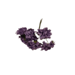 anémone rayher violette