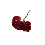 anémone rayher rouges