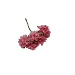 anémone rayher roses