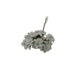 anémone rayher bleues