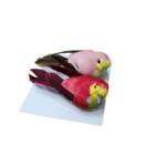 oiseaux rouge rose
