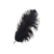 plume d'autruche noir