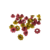 oeillet fleurs