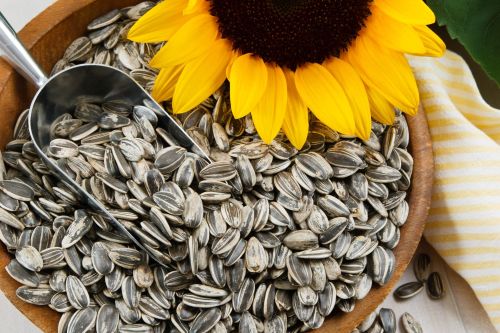 graines-de-tournesol-huile-hydratation-emollient-eclat