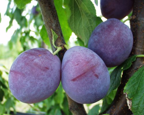 huile-prune-merveilleuse-amande-anti-age-bienfait-visage