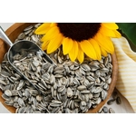 graines-de-tournesol-huile-hydratation-emollient-eclat