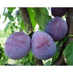 huile-prune-merveilleuse-amande-anti-age-bienfait-visage