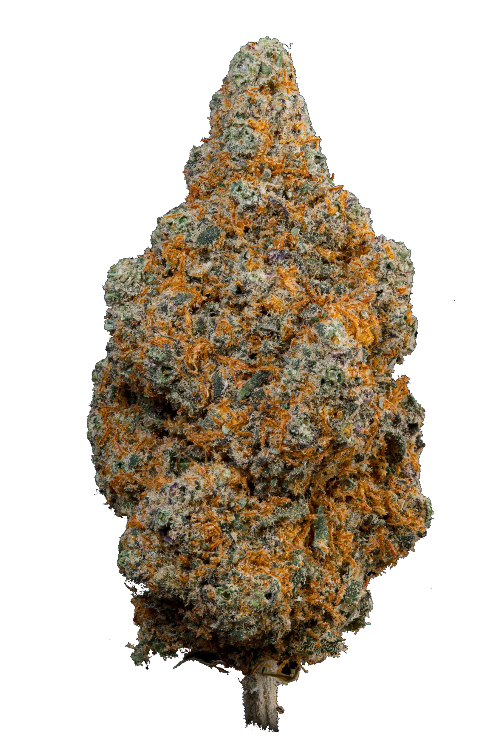 Tropical Dream