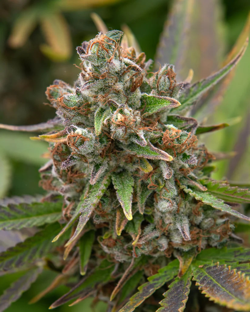 afghan berry 2