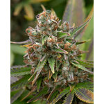 afghan berry 2