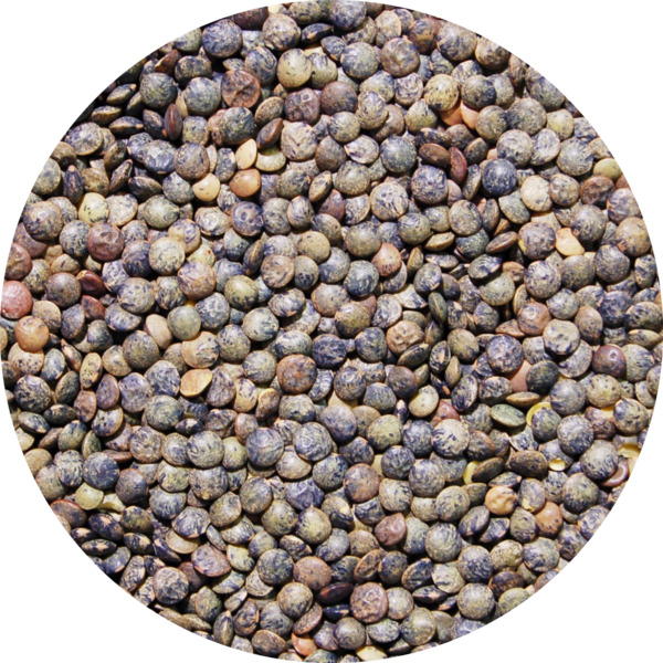 middle_square_lentilles-vertes-25-kg-legumor_3276650030286