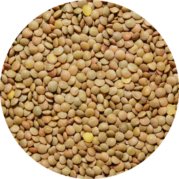 middle_square_lentilles-blondes-4-mm-25-kg-legumor_3276650034185