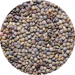 middle_square_lentilles-vertes-25-kg-legumor_3276650030286