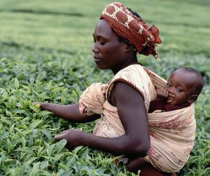 thé africain