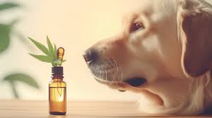 chien et cbd