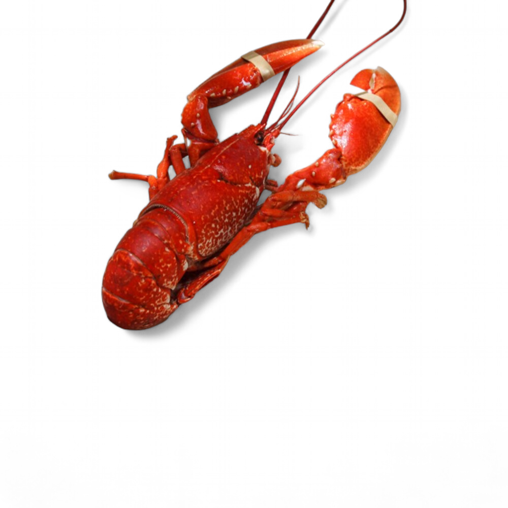 Homard portion cuit