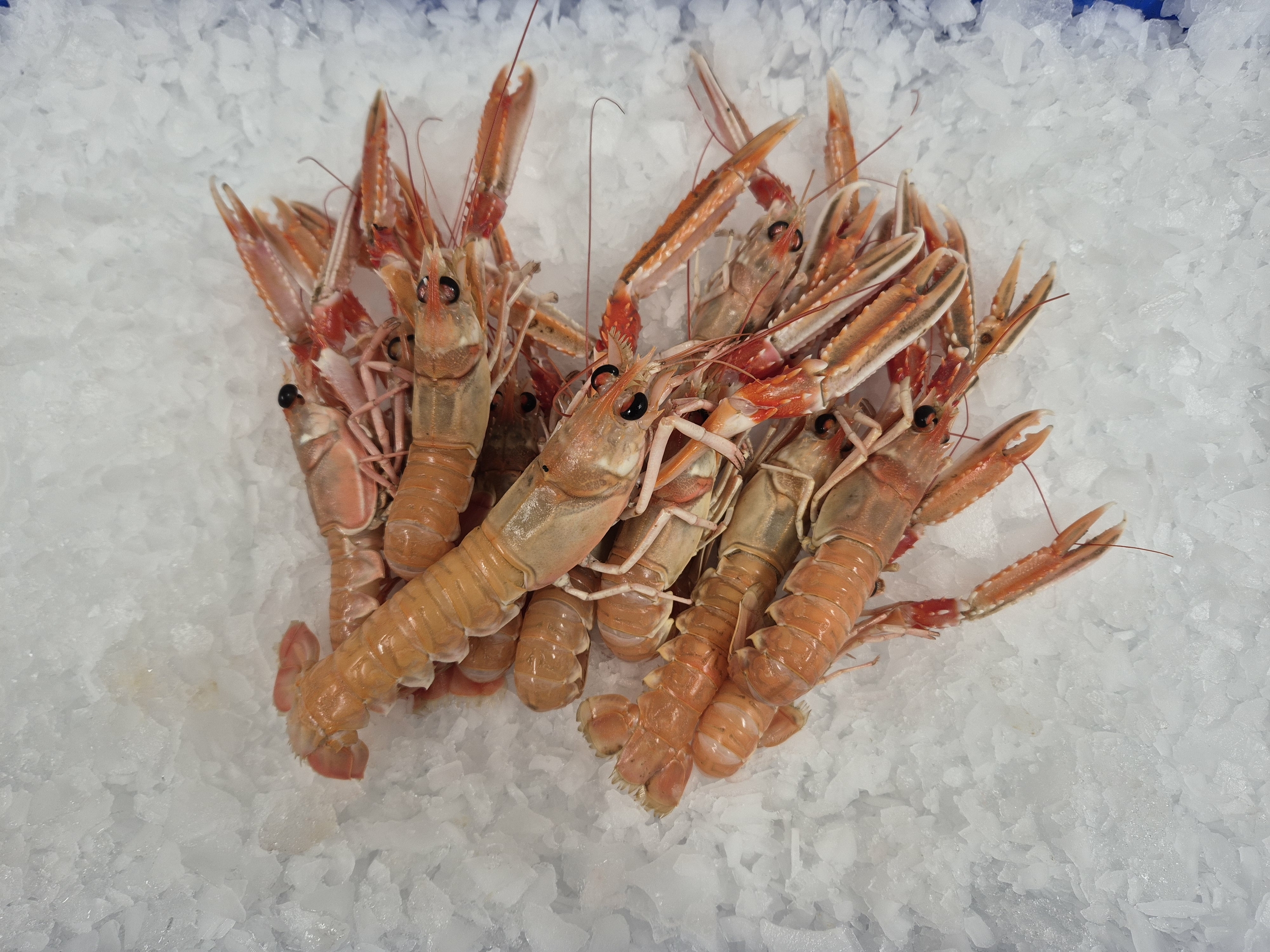 Langoustine cuite  1kg/500G/3KG