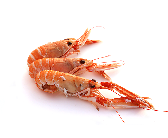 langoustine