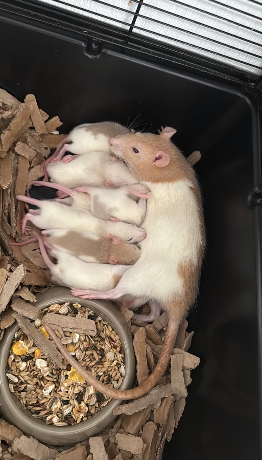 Petits ratous mère