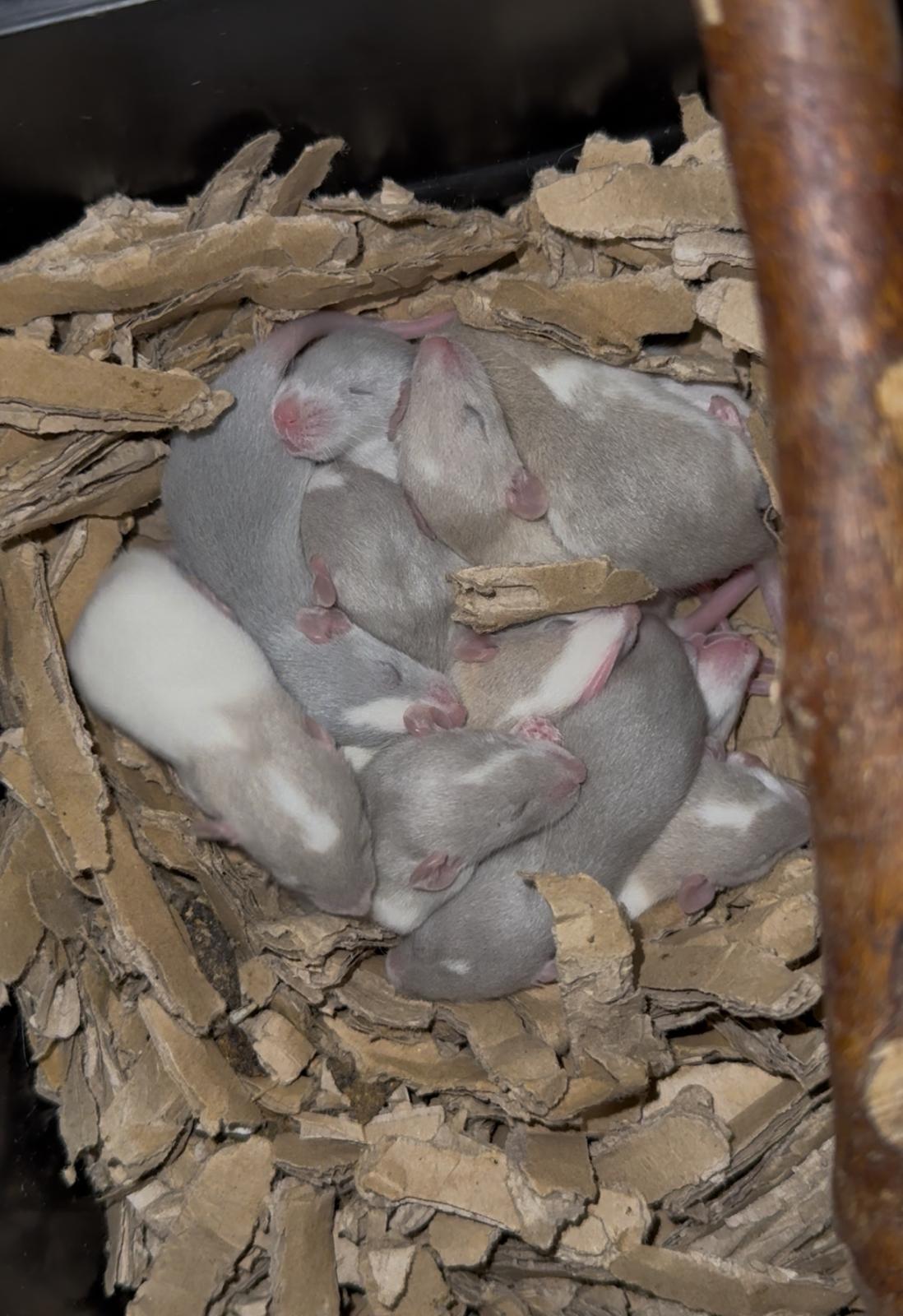 Bébés_sur_Lüvo(1)