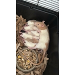 Petits ratous mère