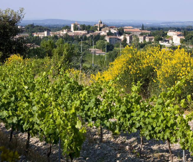 paysage vacqueyras
