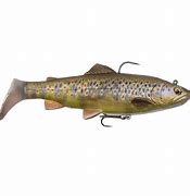 4ddarbrotrout