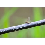 nym345delacoste